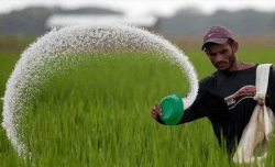 Fertilizer Supply: खरीफ सीजन में किसानों की बल्ले-बल्ले, राजस्थान में यूरिया की
बंपर उपलब्धता, हर जिले में पर्याप्त आपूर्ति - image