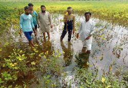 बीमा की कटौती पूरी, खराबे पर नहीं मिल रहा लाभ - image