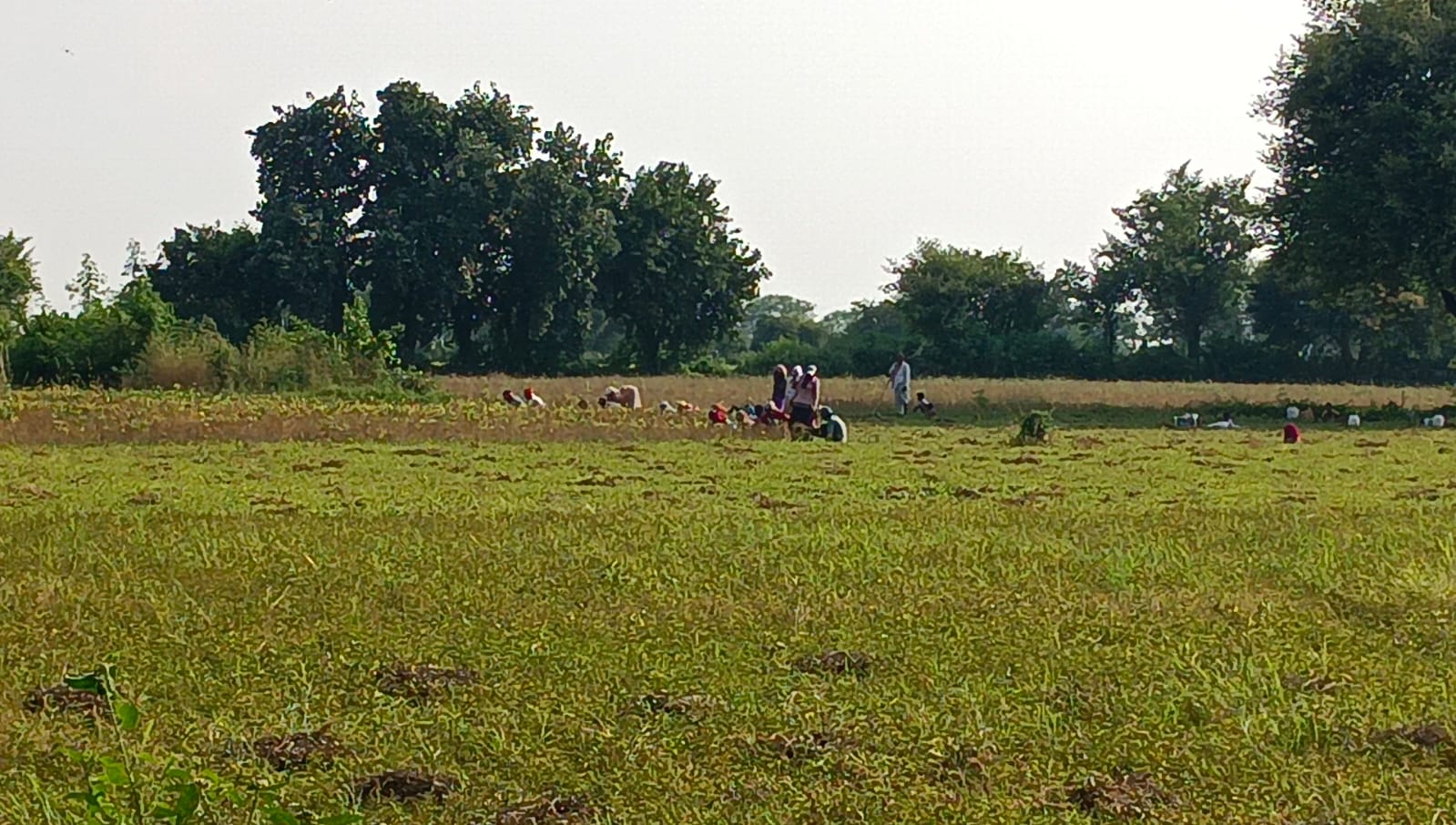 Workers are not available to harvest crops, harvesters are not able to reach the fields, farmers are worried.