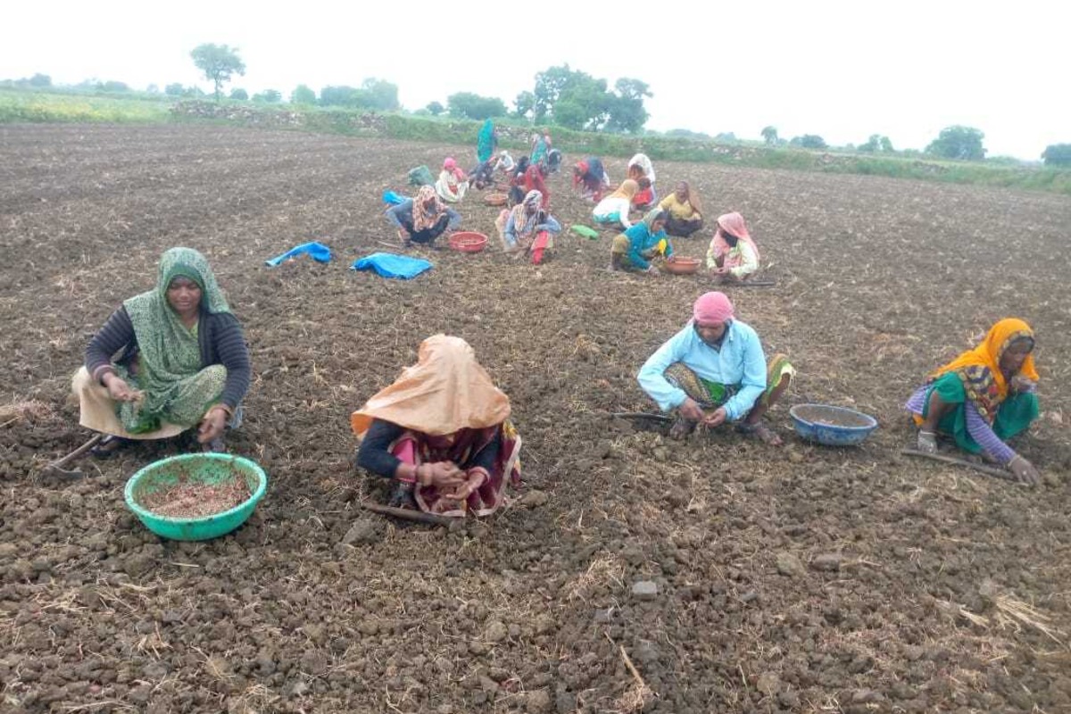 बढ़ते भाव के बाद रास आ रही बरसाती प्याज की खेती