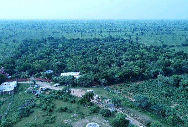 36 bigha farm turned into a forest, a refuge for wildlife