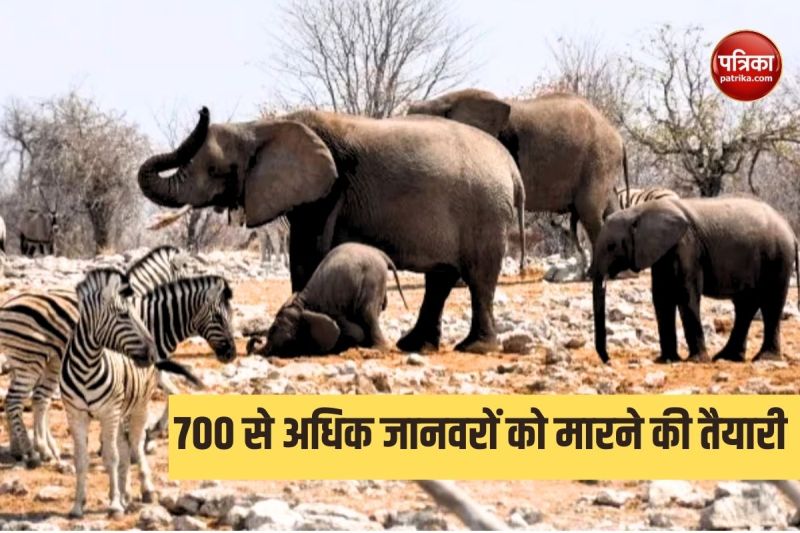 Namibia News: 700 से अधिक जानवरों को मारने की तैयारी