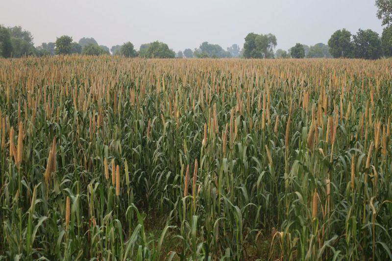 खेतों को रासायनिक दुष्प्रभाव से बचाने वर्मीकम्पोस्ट को बढ़ावा Promoting vermicompost to save farms from chemical side effects