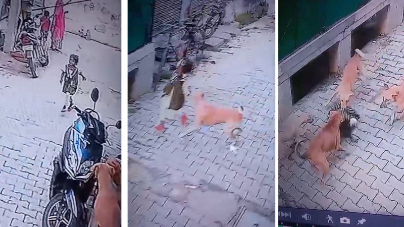 dogs attack in bharatpur