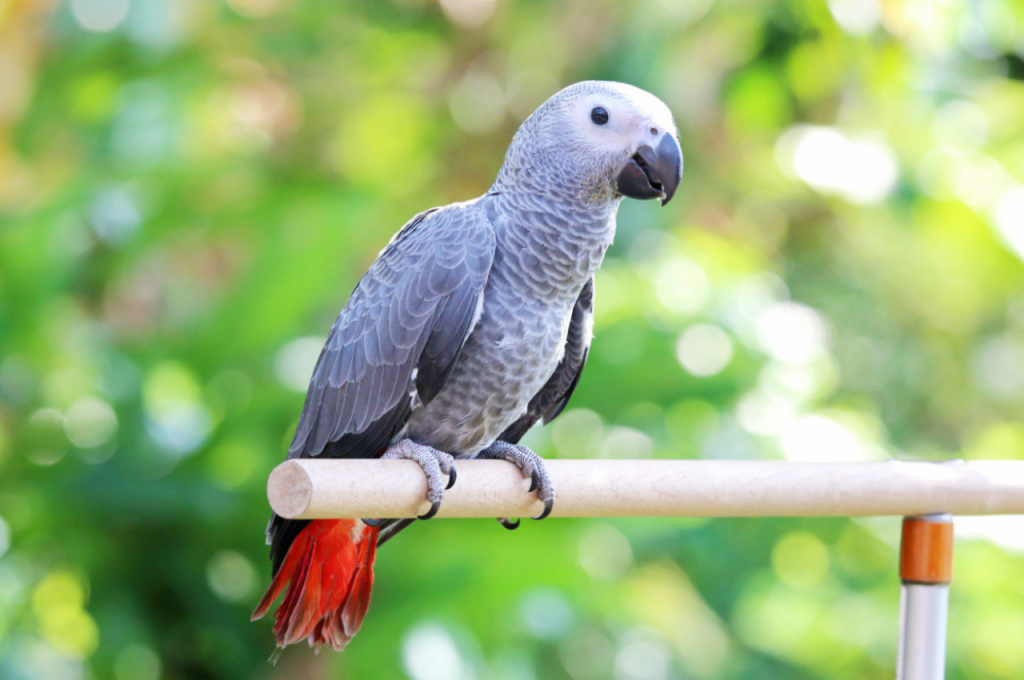 African Grey Parrot