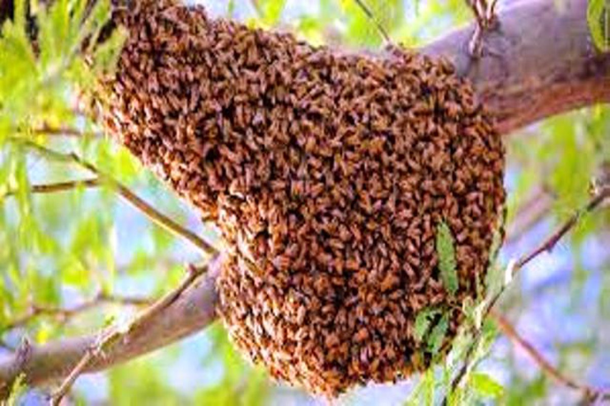 Bees attack: बाज ने छत्ते में मारा चोंच तो मधुमक्खियों ने खेत में काम कर रहे
मजदूरों पर कर दिया हमला, 1 की मौत