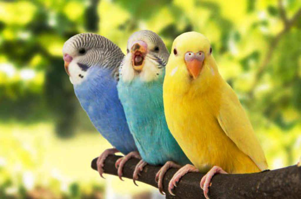 Budgerigar