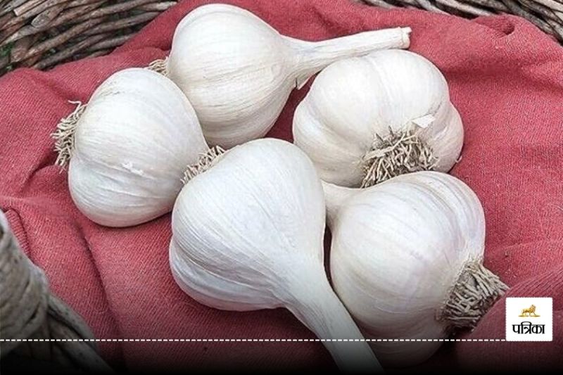 Chinese Garlic