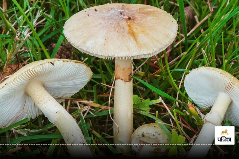 Eat this vegetable to get rid of hemoglobin deficiency