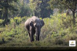 CG Elephant Terror: रायगढ़ में हाथियों का उत्पात! 20 किसानों की फसल चौपट, दो
मकान ढहे - image