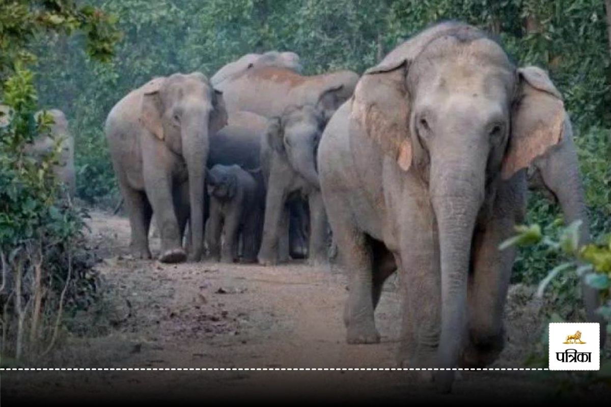 रायगढ़ के इस क्षेत्र में 50 हाथियों का दल कर रहा विचरण, मचा रहे उत्पात, देखें
VIDEO