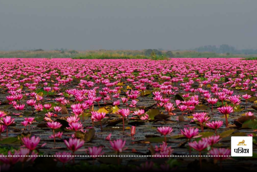 lotus vally indore 