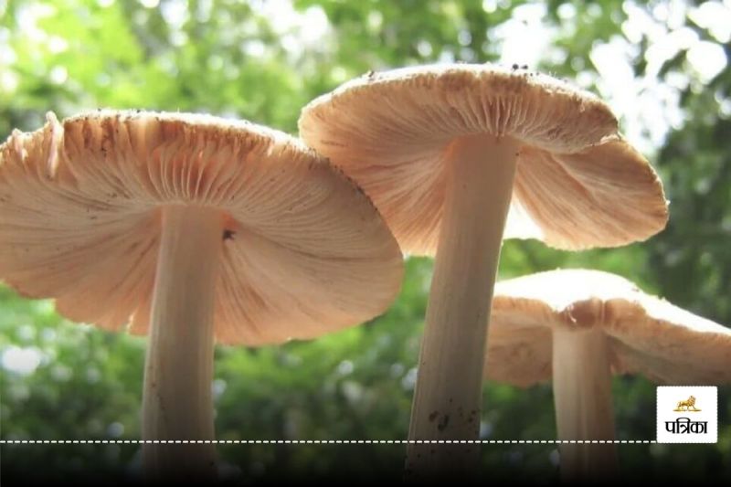 Benefits of mushrooms