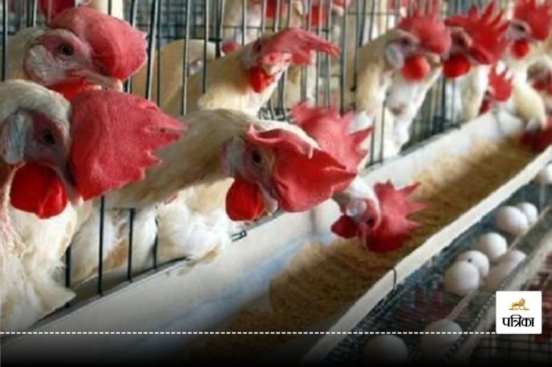 CG News: Poultry farm sealed in Raipur