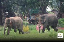 Elephant Attack: झारखंड से खदेड़े गए हाथी का तांडव, 2 लोगों पर किया हमला… एक की
मौत - image