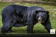 Bear Attack: भालू ने महिला पर किया हमला, वन विभाग ने नहीं ली सुध, परिवार ने प्रशासन से लगाई मदद की गुहार
