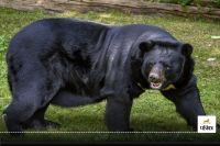 Bear Attack: भालू ने महिला पर किया हमला, वन विभाग ने नहीं ली सुध, परिवार ने प्रशासन से लगाई मदद की गुहार