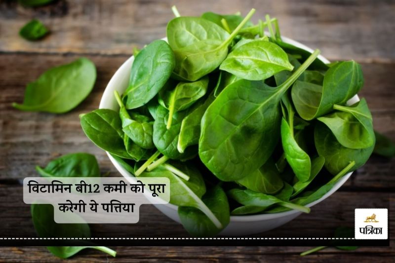 These leaves will fulfill the deficiency of Vitamin B12