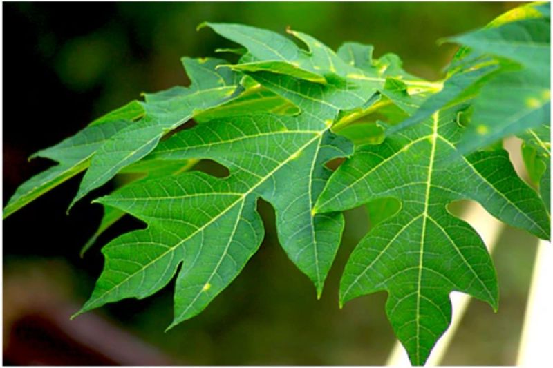 Consuming papaya leaves in dengue
