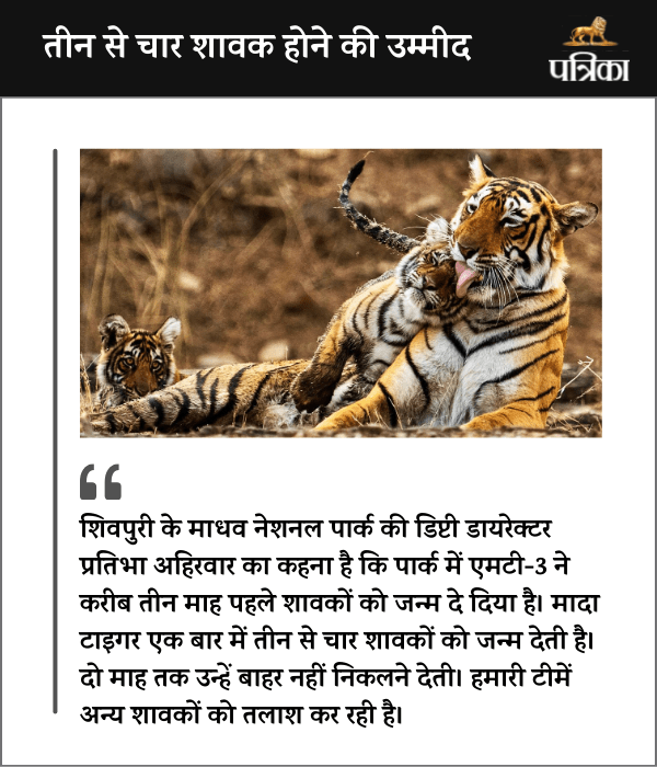 tiger family increased in madhav national park mp