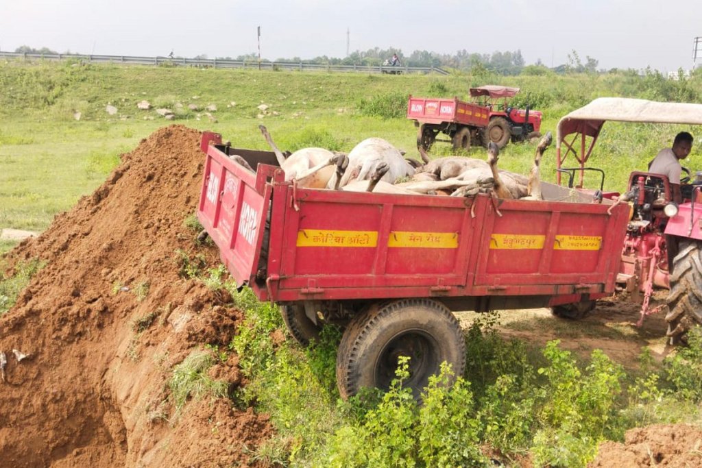 Cattles cut by train