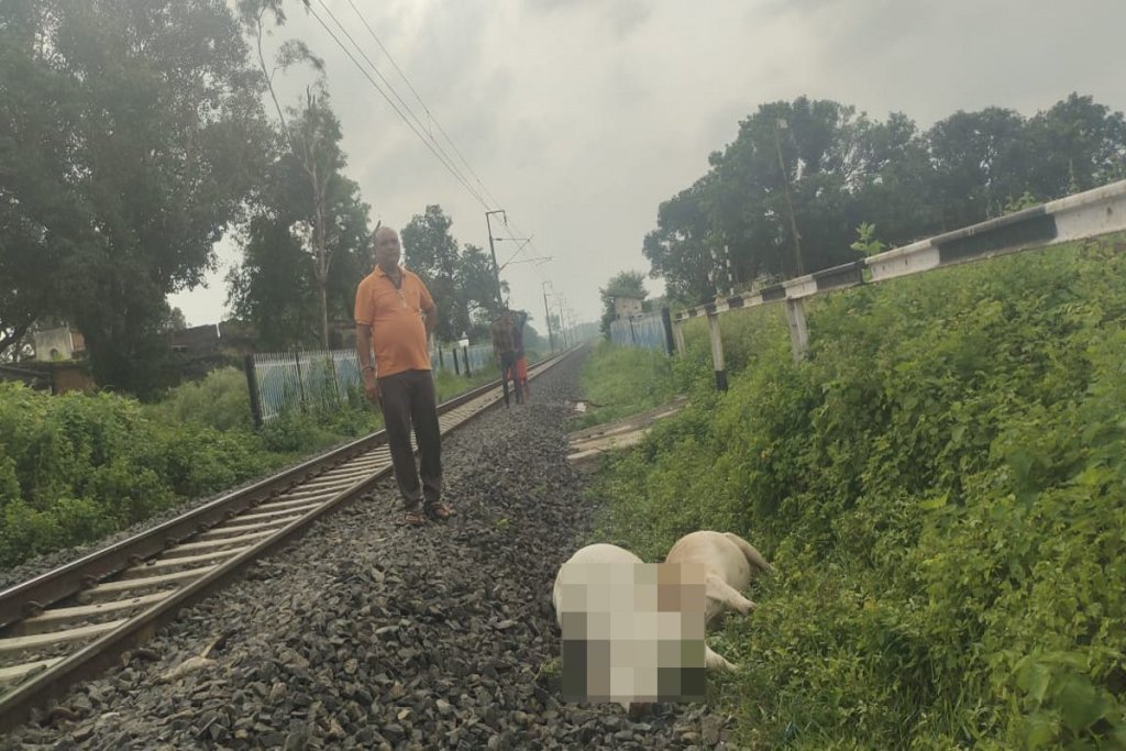 Cows cut by train