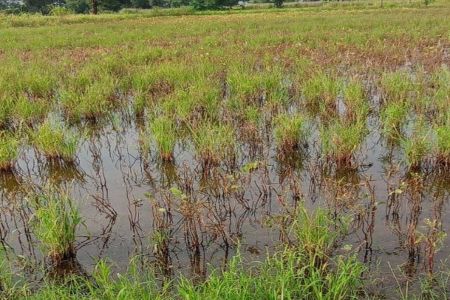 अतिवृष्टि से फसलें जलमग्न, 50 से 60 फीसदी खराब