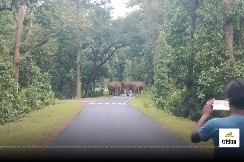 Elephants hovoc in CG