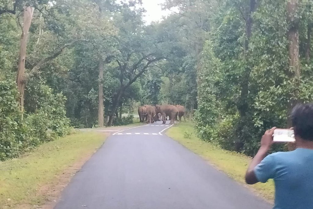 Elephants hovoc in CG