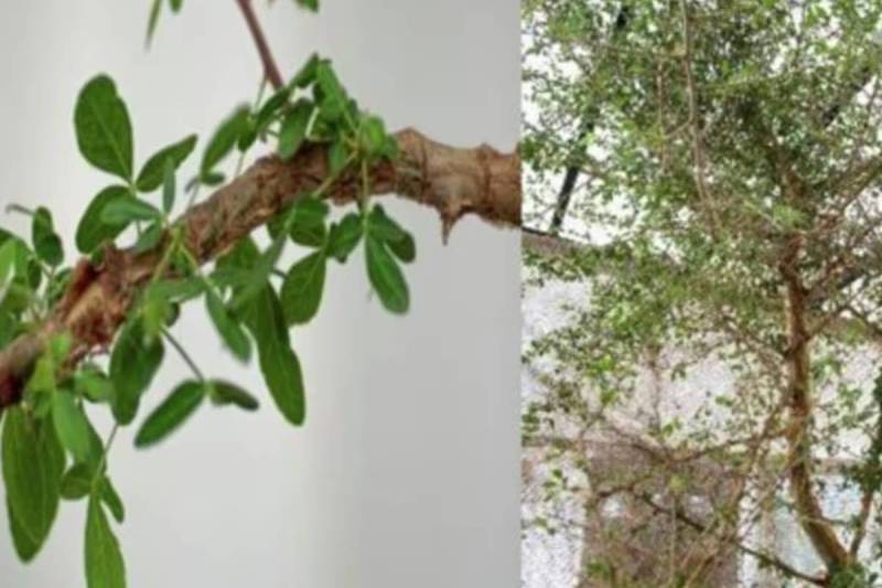 Extinct Biblical tree