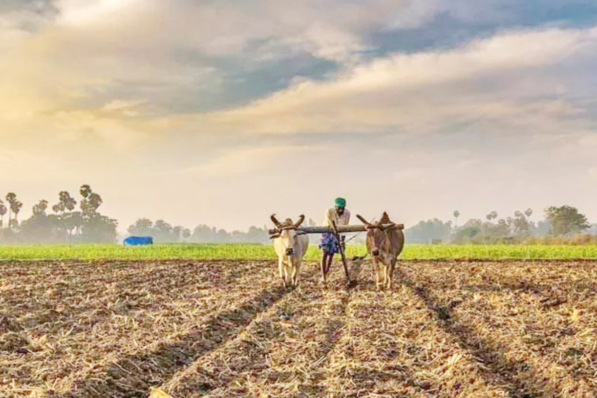 Barmer News: जमकर बरसा मानसून, फिर भी राजस्थान के इस जिले के किसान परेशान, कैसे
करें फसल की बुवाई