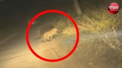 Leopard In Moradabad: खूंखार तेंदुए की दहशत बरकरार, लगातार कर रहा हमला, वन विभाग
ने किया ये काम - image