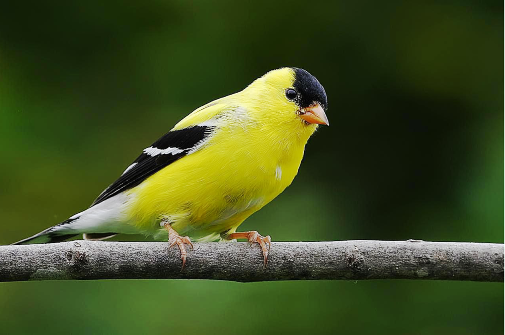 Finch bird