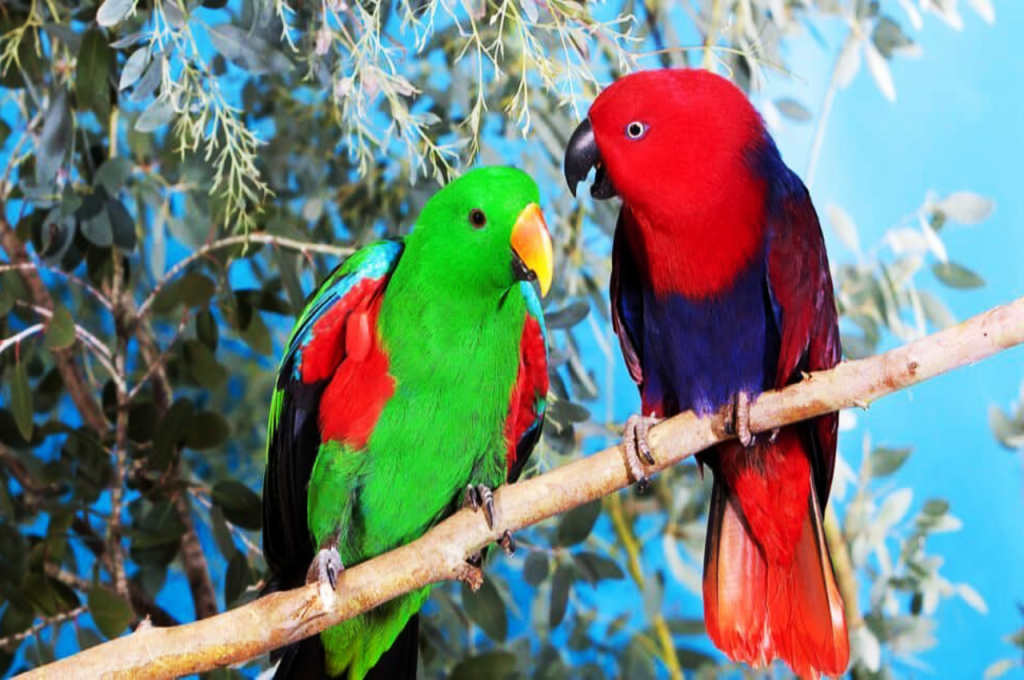 Grand Eclectus