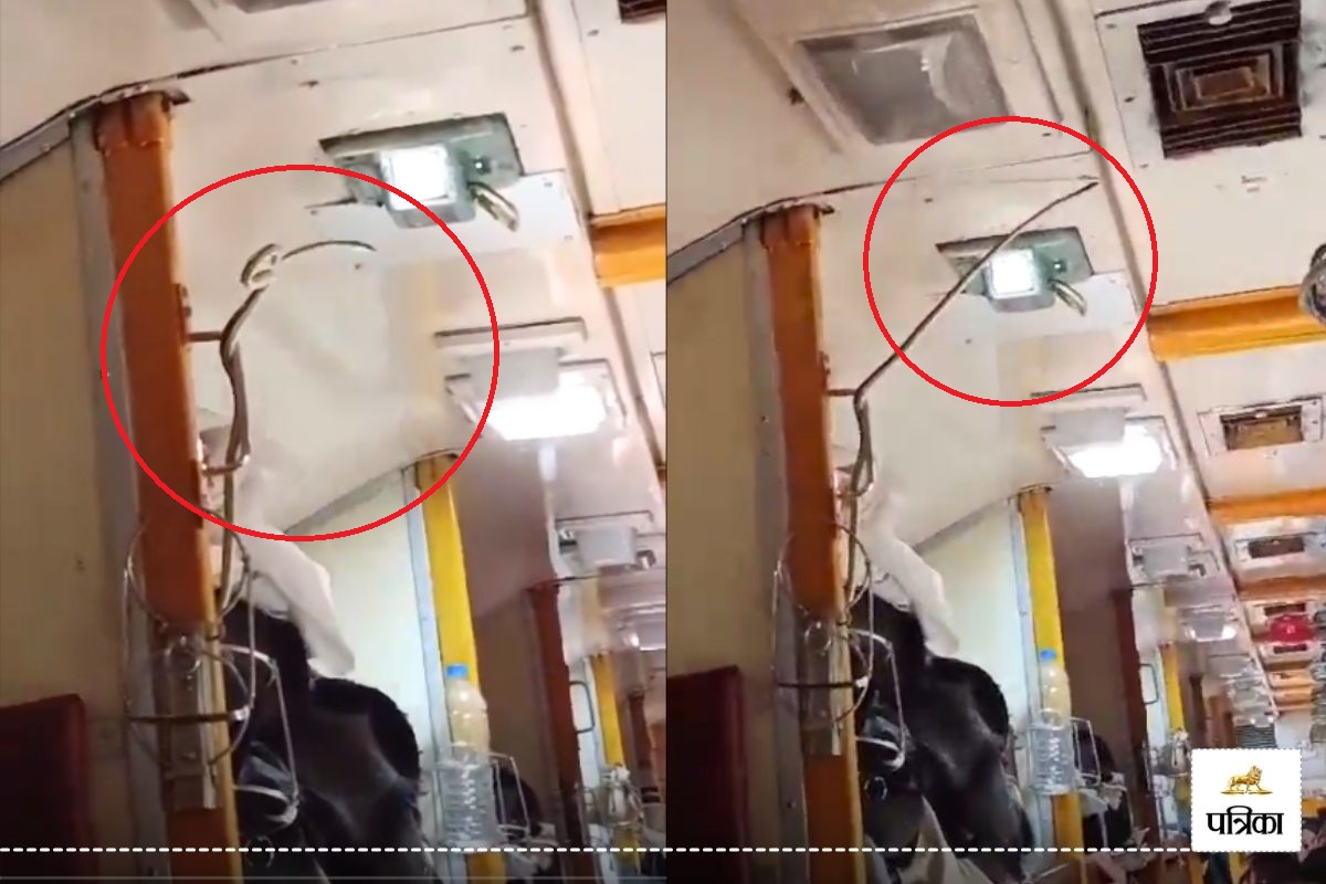 Snake in Train: Poisonous Snake Spotted in AC Coach of Garib Rath, Passengers in
Panic, Video Goes Viral