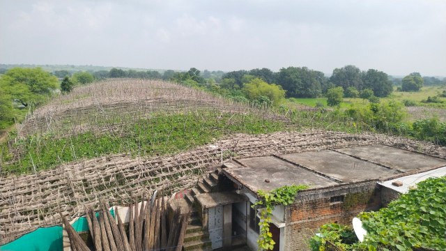 Excessive rain damages betel leaf crop