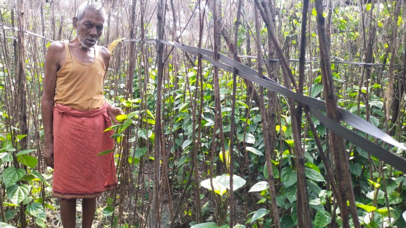 Excessive rain damages betel leaf crop