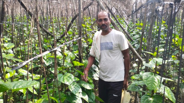 Excessive rain damages betel leaf crop