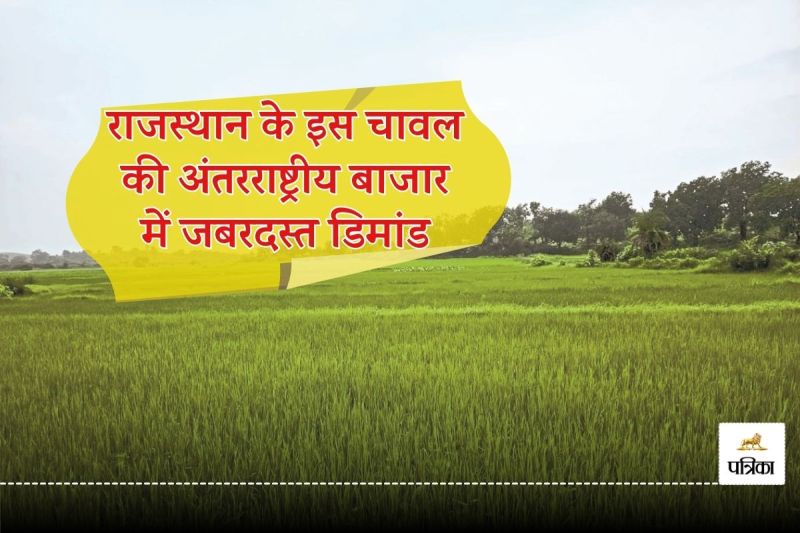 Rajasthan Banswara Foreigners are crazy about Kali Kamod Rice but Now its Cultivation Farmers interest Decreased know why