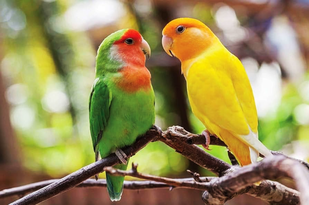 love birds