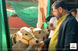 महाराष्ट्र में देसी गाय ‘राज्य माता’ घोषित, चुनाव से पहले शिंदे सरकार का बड़ा
फैसला - image