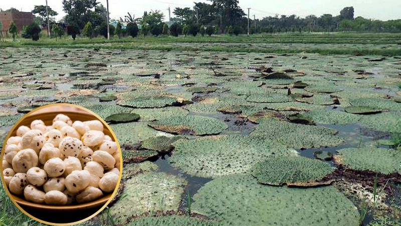 Makhana Farming in UP