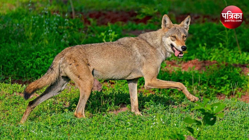 Now fear of wolf is under sambhal