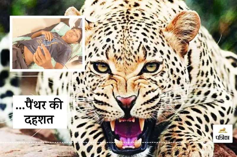 Rajasthan Banswara News Panther Attack Woman and Girl Seriously Injured Referred to Udaipur