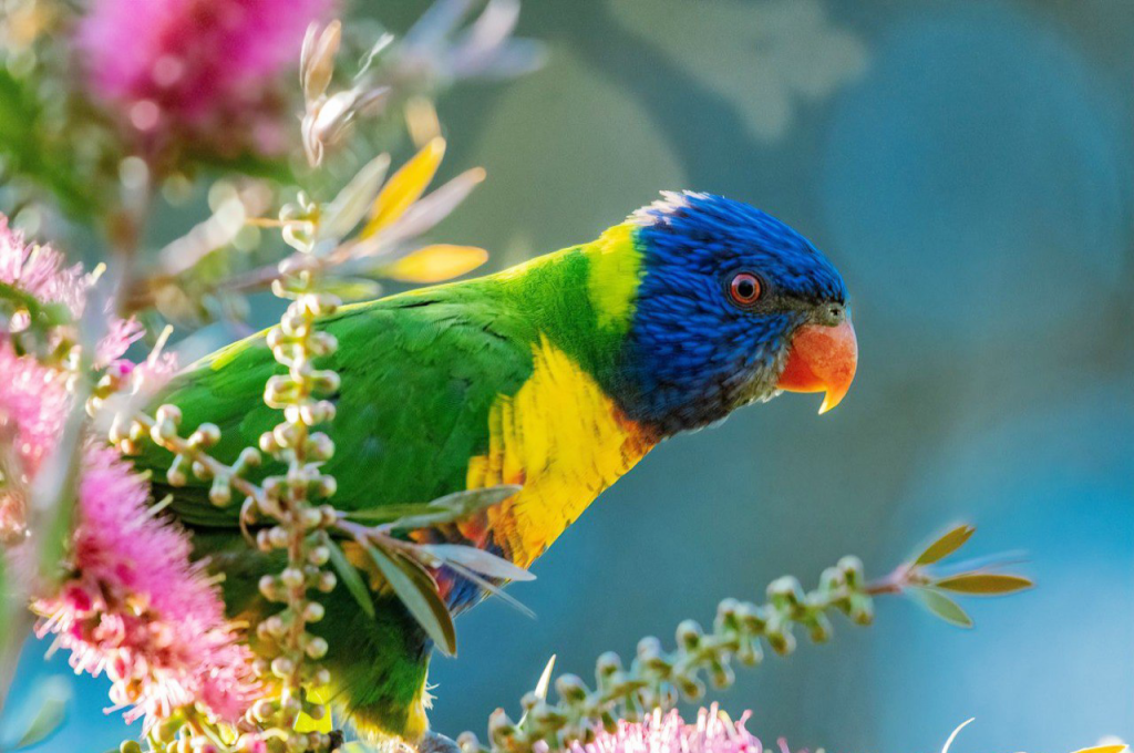 Rainbow Lorikeet