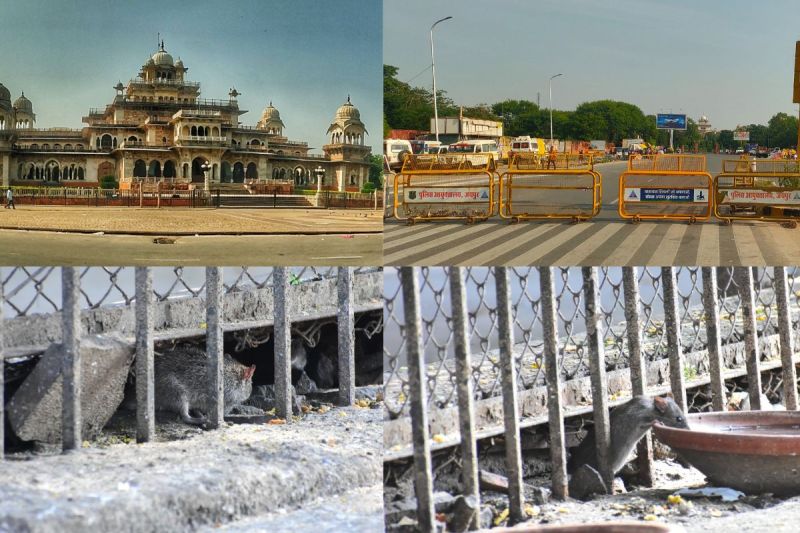 राजस्थान के जयपुर शहर में चूहों के आतंक के चलते अल्बर्ट हॉल किया खाली। गेट बंद कर दिए। नीचे चूहों का आतंक।