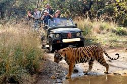 Ranthambore: अब पर्यटकों को जंगल में अकेले छोड़कर नहीं जा सकेंगे ड्राइवर और
गाइड, नई SOP जारी - image