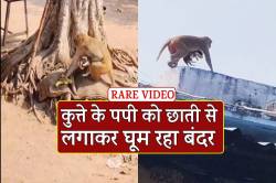 बंदर ने कुत्ते के पपी को किया किडनैप, बच्चे की तरह छाती से लगाकर घूम रहा, VIDEO - image