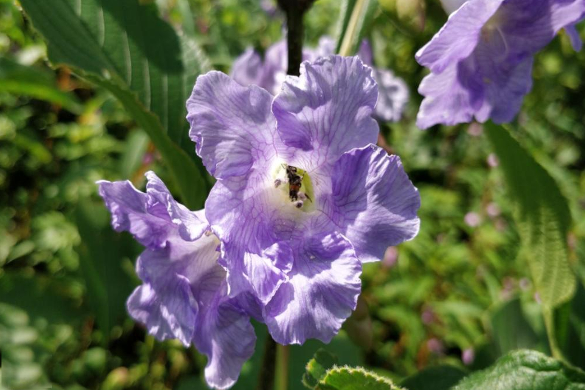 Strobilanthes Callosa: दस साल बाद कारवी के फूलों की बहार, जानिए कहां और किस काम
में किया जाता है इस्तेमाल