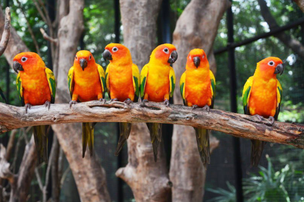 Sun Conure